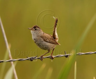 Marsh Wren_2582.jpg