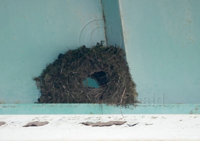 American Dipper - nest_0003.jpg