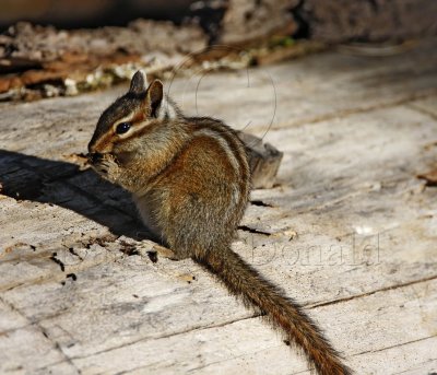 Lodgepole Chipmunk_1440.jpg