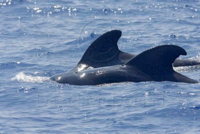 Short-finned Pilot Whale_4428.jpg