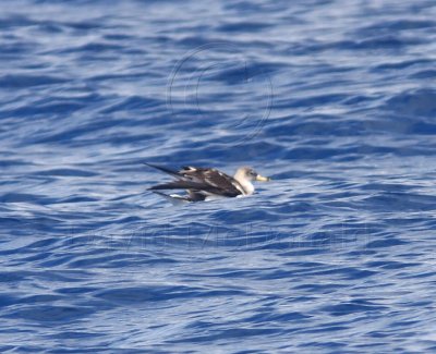 Cory's Shearwater_4773.jpg