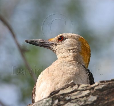 Golden-fronted Woodpecker - female_3803.jpg
