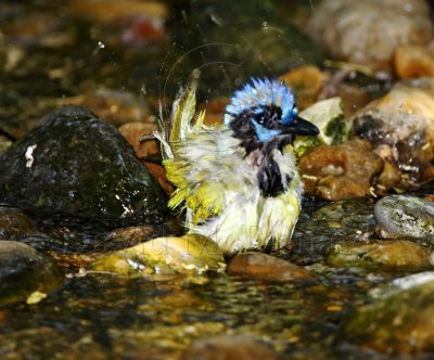 Green Jay - bathing_3876.jpg