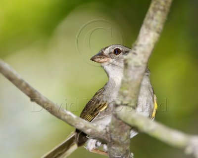 Olive Sparrow_3971.jpg