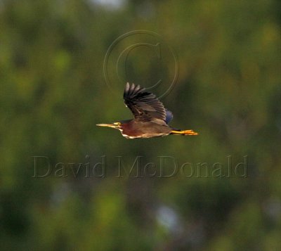 Green Heron_4888.jpg