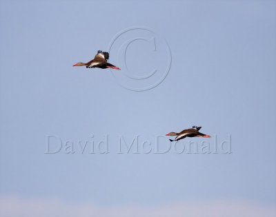 Black-bellied Whistling Duck_4940.jpg