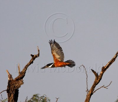 Ringed Kingfisher - male_4867.jpg