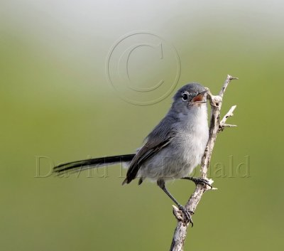 Black-tailed Gnatcatcher_5063.jpg