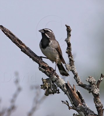 Black-throated Sparrow_5082.jpg