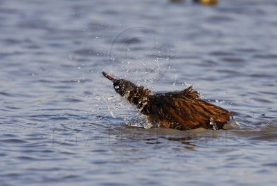 Clapper Rail_7775.jpg