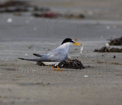 Least Tern - breeding_3175.jpg