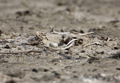 Least Tern nest with eggs_7306.jpg