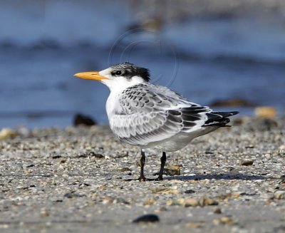 Royal Tern - juvenile_3207.jpg
