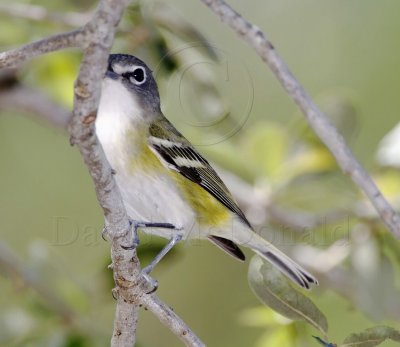 Blue-headed Vireo_8538.jpg