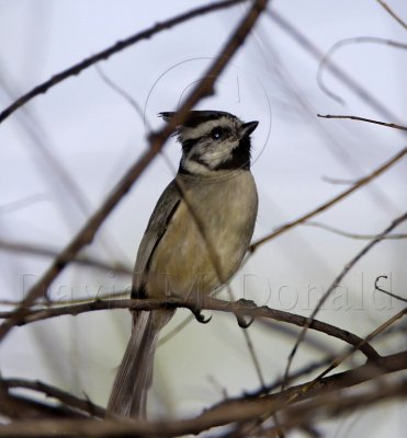 Bridled Titmouse_8940.jpg