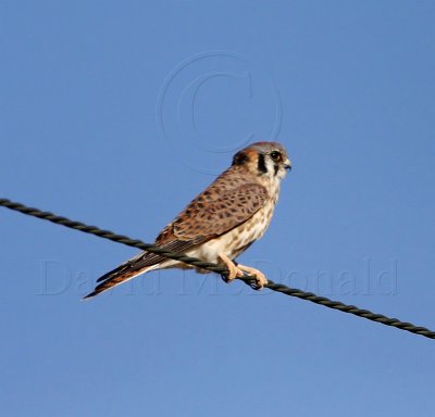 American Kestrel - female_9503.jpg