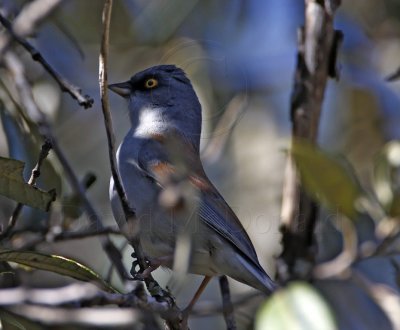 Yellow-eyed Junco_9878.jpg