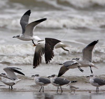 Kelp Gull_1725.jpg