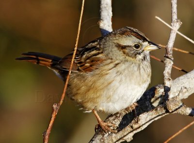 Swamp Sparrow_2085.jpg