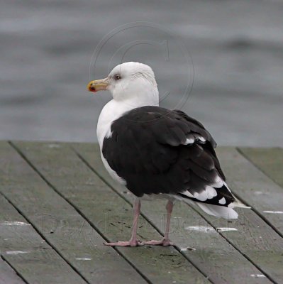 Great Black-backed Gull - 3rd winter_4496.jpg