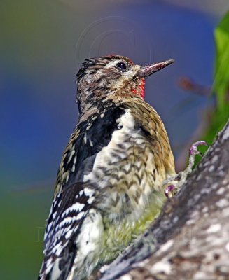 Yellow-bellied Sapsucker - juvenile male_5310.jpg
