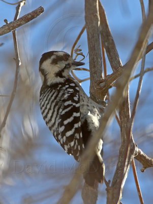 Ladder-backed Woodpecker - female_5385.jpg