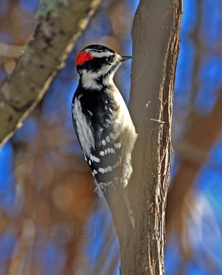 Downy Woodpecker - male_5416.jpg