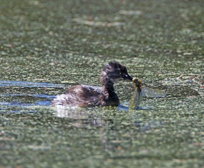 Least Grebe - juvenile with drogonfly_5584.jpg