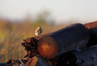 Burrowing Owl_5743.jpg