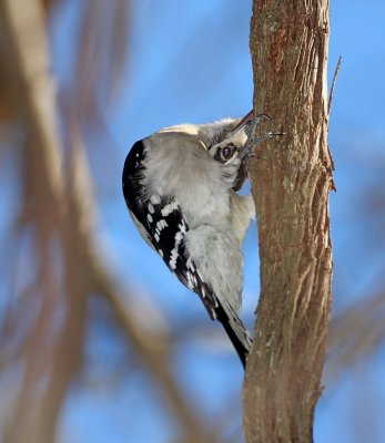 Downy Woodpecker - male_5410.jpg