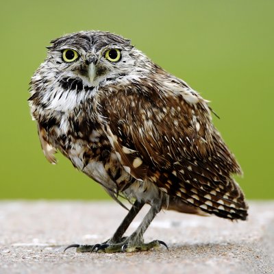 Burrowing Owl_6449.jpg