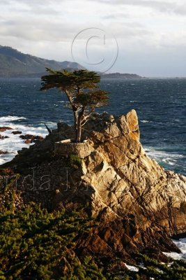 Lone Cypress_0377L.jpg