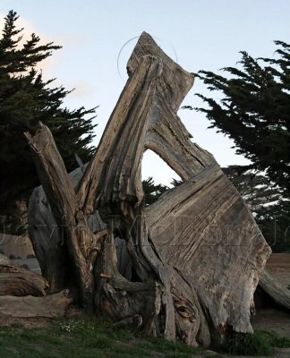 Stump_0415.jpg