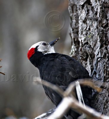 White-headed Woodpecker - male_2853.jpg