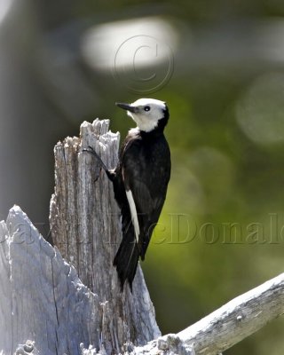 White-headed Woodpecker - female_1797.jpg