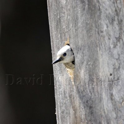 White-headed Woodpecker - female_1796.jpg