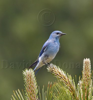 Mountain Bluebird - male_2760.jpg