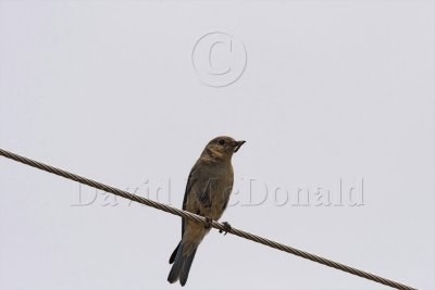 Mountain Bluebird - female_2767.jpg