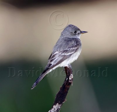 Western Wood-Pewee_1325.jpg