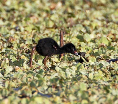 Purple Gallinule - chick_3090.jpg