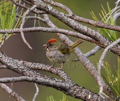 Green-tailed Towhee_2322.jpg