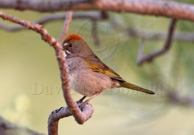 Green-tailed Towhee_2331.jpg