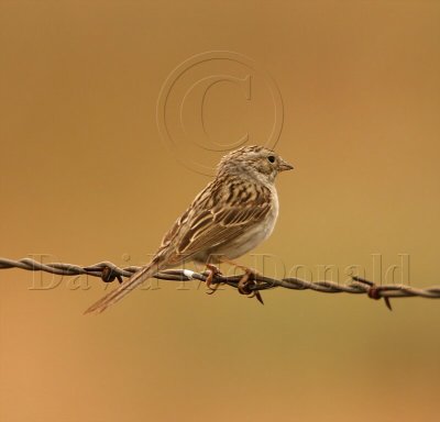 Brewer's Sparrow - adult breeding_2399.jpg