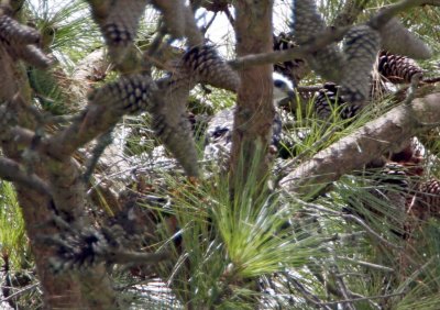 Mississippi Kite nest_3623.jpg