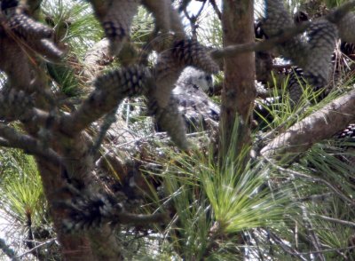 Mississippi Kite nest_3672.jpg