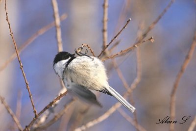 Msange  tte noire / Black-capped Chickadee