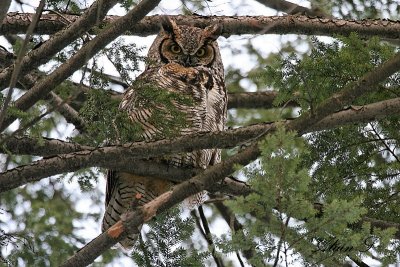 Grand duc dAmrique  / Great Horned Owl