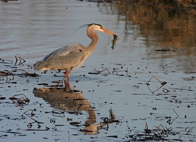 Grand hron / Great Blue Heron