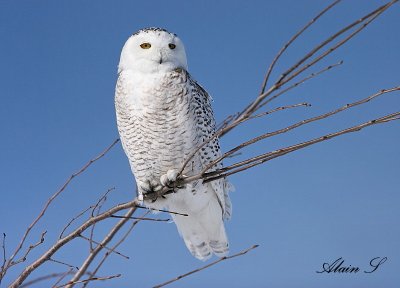 Harfang des neiges / Snowy Owl