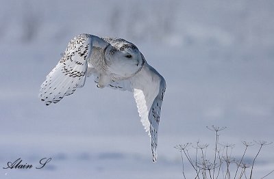 Harfang des neiges / Snowy Owl